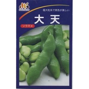 そら豆　大天　23粒　　みかど協和（株）