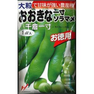 そら豆 千倉一寸そら豆 1dl 渡辺農事（株）