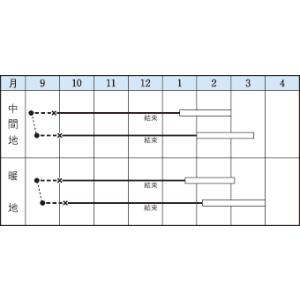 白菜 晩輝 2ml(約440粒)タキイ種苗(株...の詳細画像1