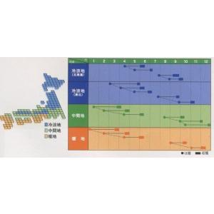 かぶ サラダカブ 4ml ヴィルモランみかど(株)の詳細画像1