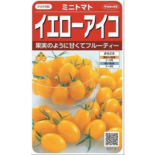 トマト　ミニトマト　イエローアイコ　13粒　　（株）サカタのタネ　実咲500