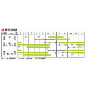 トマト ミニトマト アイコ 17粒 (株)サカ...の詳細画像1