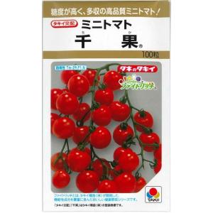ミニトマト　9kg 千果 トマト ミニトマト 千果 16粒 タキイ種苗 (株) DF : グリーンロフト