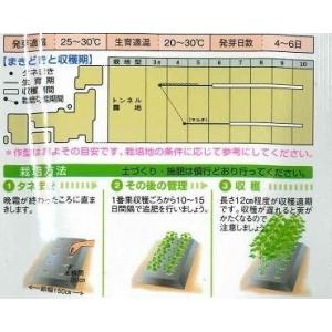 オクラ ヘルシエ 1000粒 タキイ種苗(株)の詳細画像4