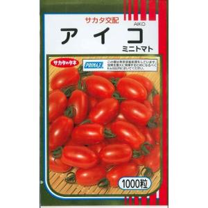 トマト　送料無料！ミニトマト　アイコ　1000粒　サカタのタネ（株）｜グリーンロフトネモト