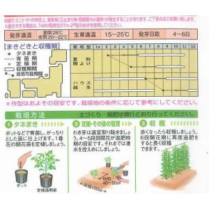 トマト ミニトマト CF千果 16粒 タキイ種...の詳細画像1