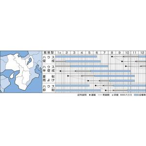 中玉トマト フルティカ 1000粒 タキイ種苗(株)の詳細画像1