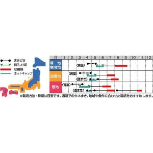かぼちゃ メルヘン 500粒 (株)サカタのタネの詳細画像1