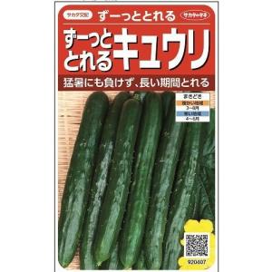 きゅうり シャキット 15粒 タキイ種苗（株） DF : グリーンロフト