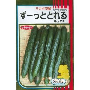 きゅうり Vシャイン 350粒 タキイ種苗（株） : グリーンロフトネモト