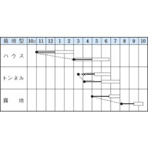 いんげん つるあり スラットワンダー 1L タ...の詳細画像1