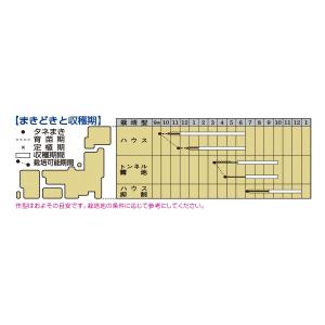 オクラ グリーンソード 1000粒 タキイ種苗(株)の詳細画像2