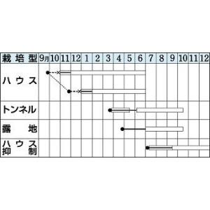 オクラ アーリーファイブ 1000粒 タキイ種...の詳細画像1