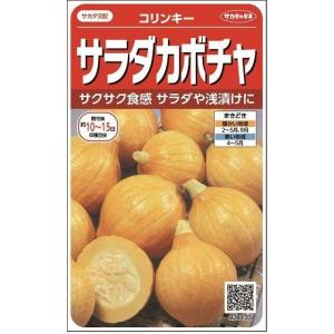 かぼちゃ　コリンキー　約10粒　（株）サカタのタネ　実咲400