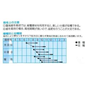 大根 冬職人 20ml (株)タカヤマシードの詳細画像1