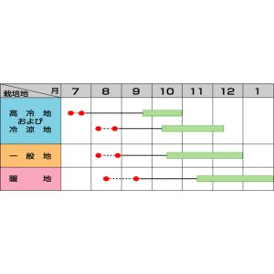 白菜 富風 約310粒 (株)サカタのタネ 実...の詳細画像1