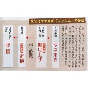 たまねぎ シャルム 20ml タキイ種苗(株)の詳細画像1