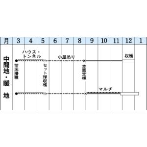 たまねぎ シャルム 20ml タキイ種苗(株)の詳細画像2