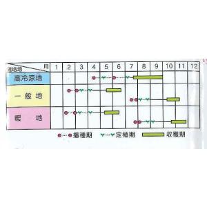 ブロッコリー サマードーム ペレット種子500...の詳細画像1