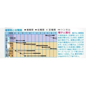 京野菜 みぶな(晩生種) 7ml (株)タカヤ...の詳細画像1