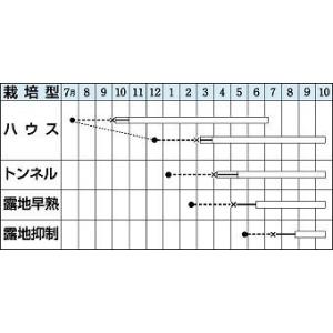 なす 筑陽 100粒 タキイ種苗(株)の詳細画像1