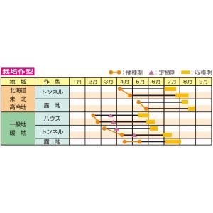 枝豆種 神風香 70ml (約170粒)雪印種...の詳細画像1