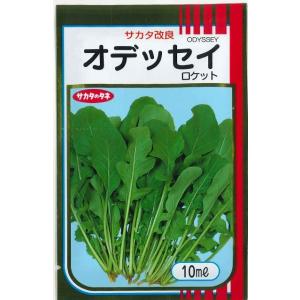 ルッコラ オデッセイ ロケット 10ml （株）サカタのタネ