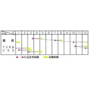 ルッコラ オデッセイ ロケット 10ml (株...の詳細画像1