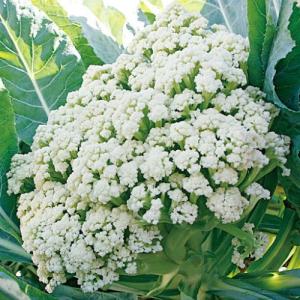 イタリア野菜 カリフローレ60 200粒 トキ...の詳細画像1