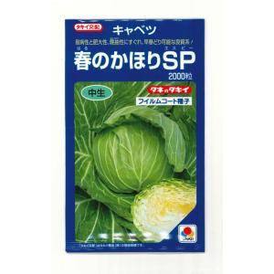 キャベツ 春のかほりSP 2000粒 タキイ種苗(株)の商品画像