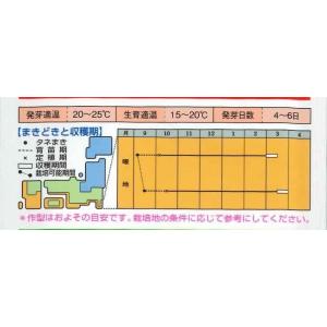 キャベツ 春のかほりSP 2000粒 タキイ種...の詳細画像3