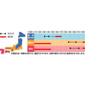 花の種 菜の花 寒咲系混合 約120粒 (株)...の詳細画像1