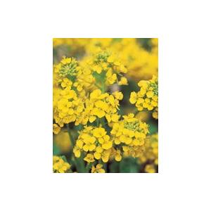花の種 菜の花 寒咲系混合 約120粒 (株)...の詳細画像2