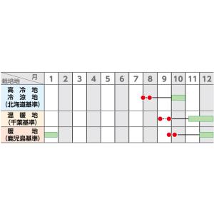 大根 冬自慢 ペレット種子5000粒(株)サカ...の詳細画像4