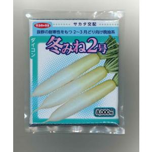 大根 冬みね2号 8000粒 （株）サカタのタネ