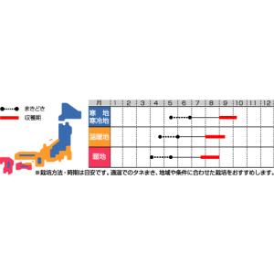 とうもろこし まるポップ 200粒 (株)サカ...の詳細画像2
