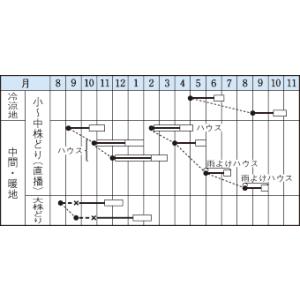 ミブナ 京錦 20ml タキイ種苗(株)の詳細画像1