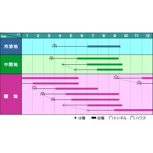 オクラ ブルースカイZ 1L ヴィルモランみか...の詳細画像1