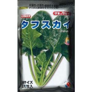 タキイ種苗 レタス ヒートガイ ペレット5000粒 : 種苗・園芸ショップ