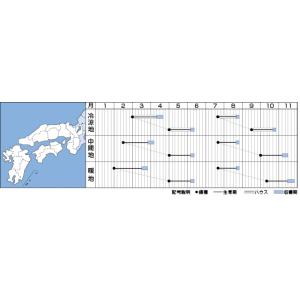 ほうれんそう タフスカイ 3万粒(種子サイズ:...の詳細画像1