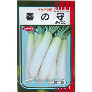 大根 春の守 800粒 （株）サカタのタネ