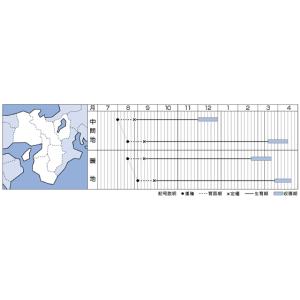 キャベツ 夢ごろも 2000粒 タキイ種苗(株)の詳細画像1