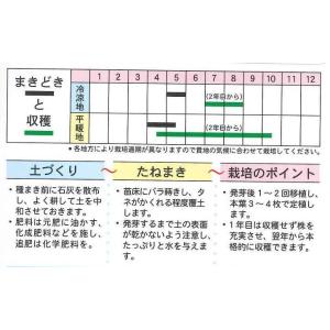 アシタバ 4ml (株)タカヤマシードの詳細画像2