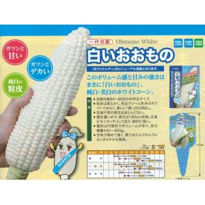 とうもろこし 白いおおもの 200粒 ナント種...の詳細画像1