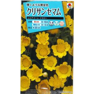 花の種 クリサンセマム ムルチコーレイエロー 小...の商品画像