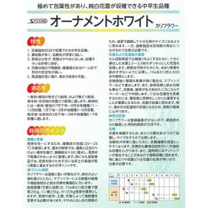 カリフラワー オーナメントホワイト 2000粒...の詳細画像1