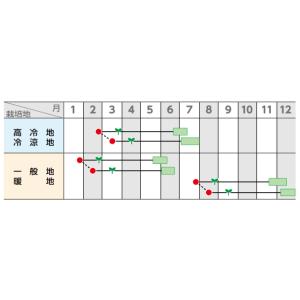 カリフラワー オーナメントホワイト 2000粒...の詳細画像2