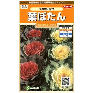 花の種 葉ぼたん 丸葉系混合 約27粒 (株)サ...の商品画像