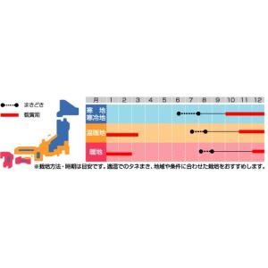 花の種 葉ぼたん 丸葉系混合 約27粒 (株)...の詳細画像1