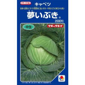 ねぎ ホワイトスター ペレット種子5000粒 タキイ種苗（株） : グリーン